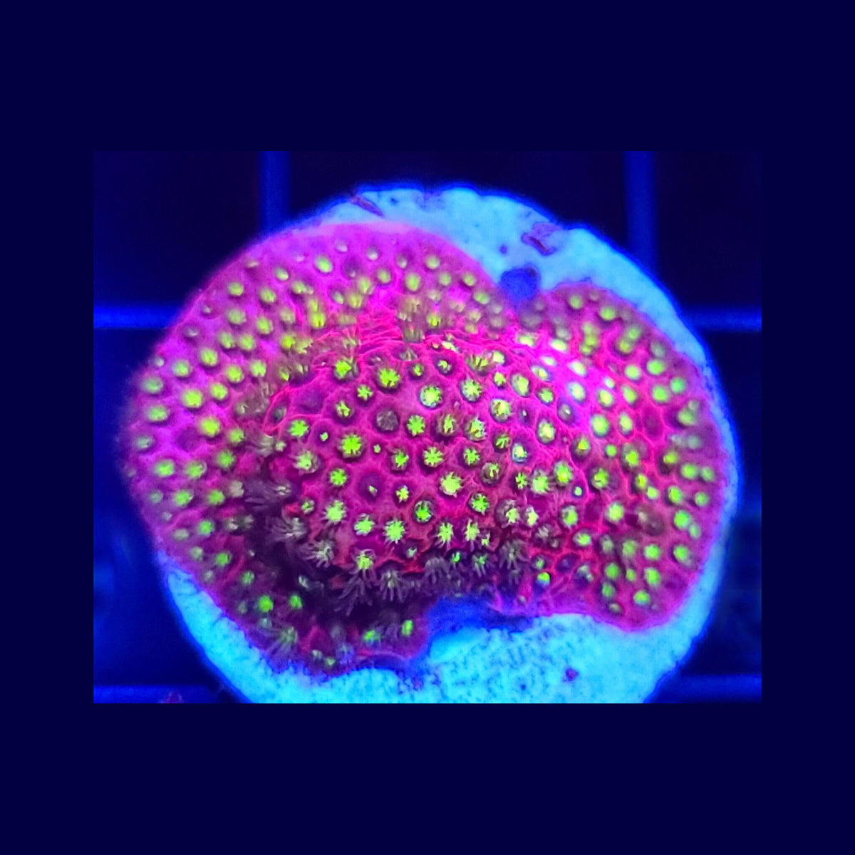 WWC Electric Daisy Stylocoeniella