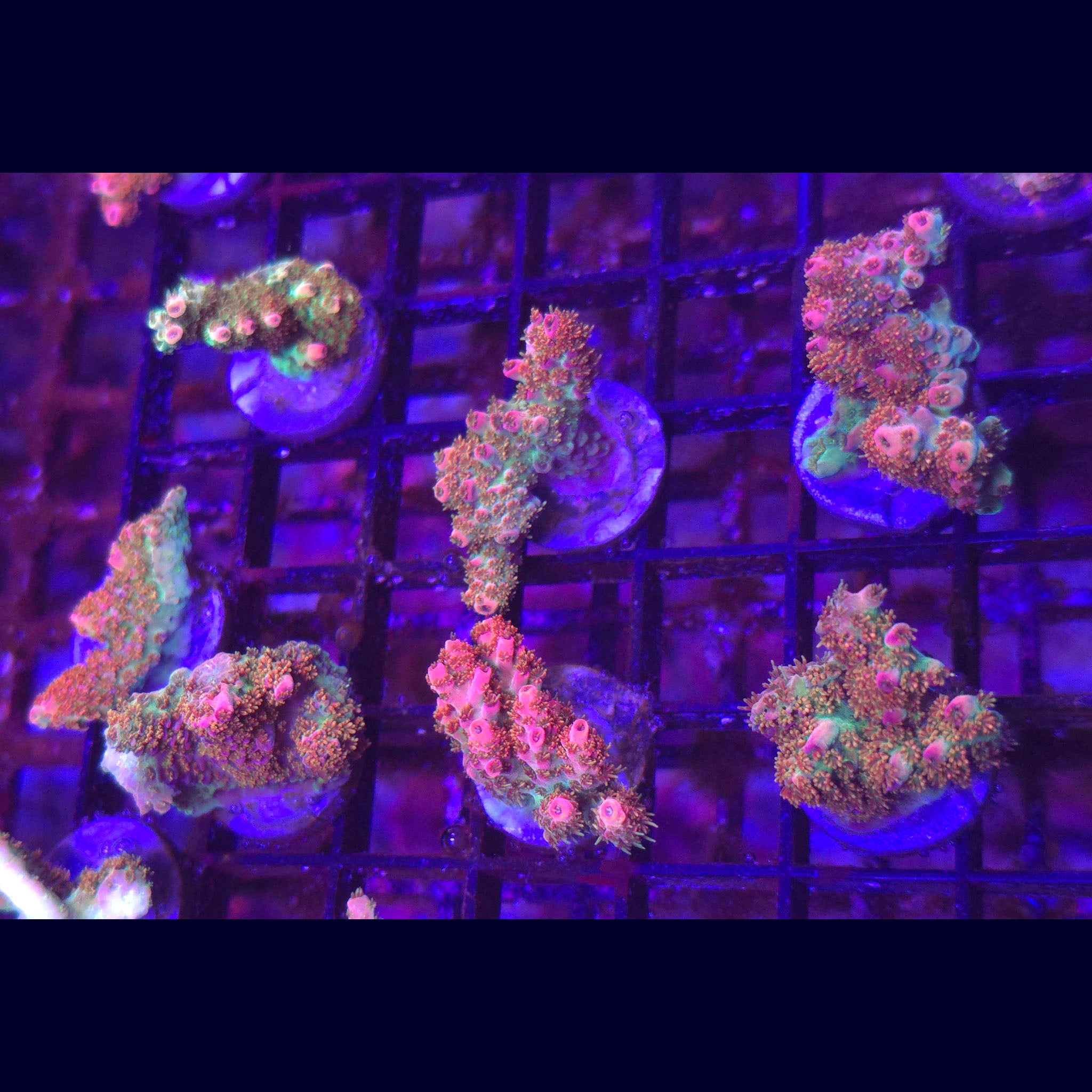 WWC Jello Shot Acropora