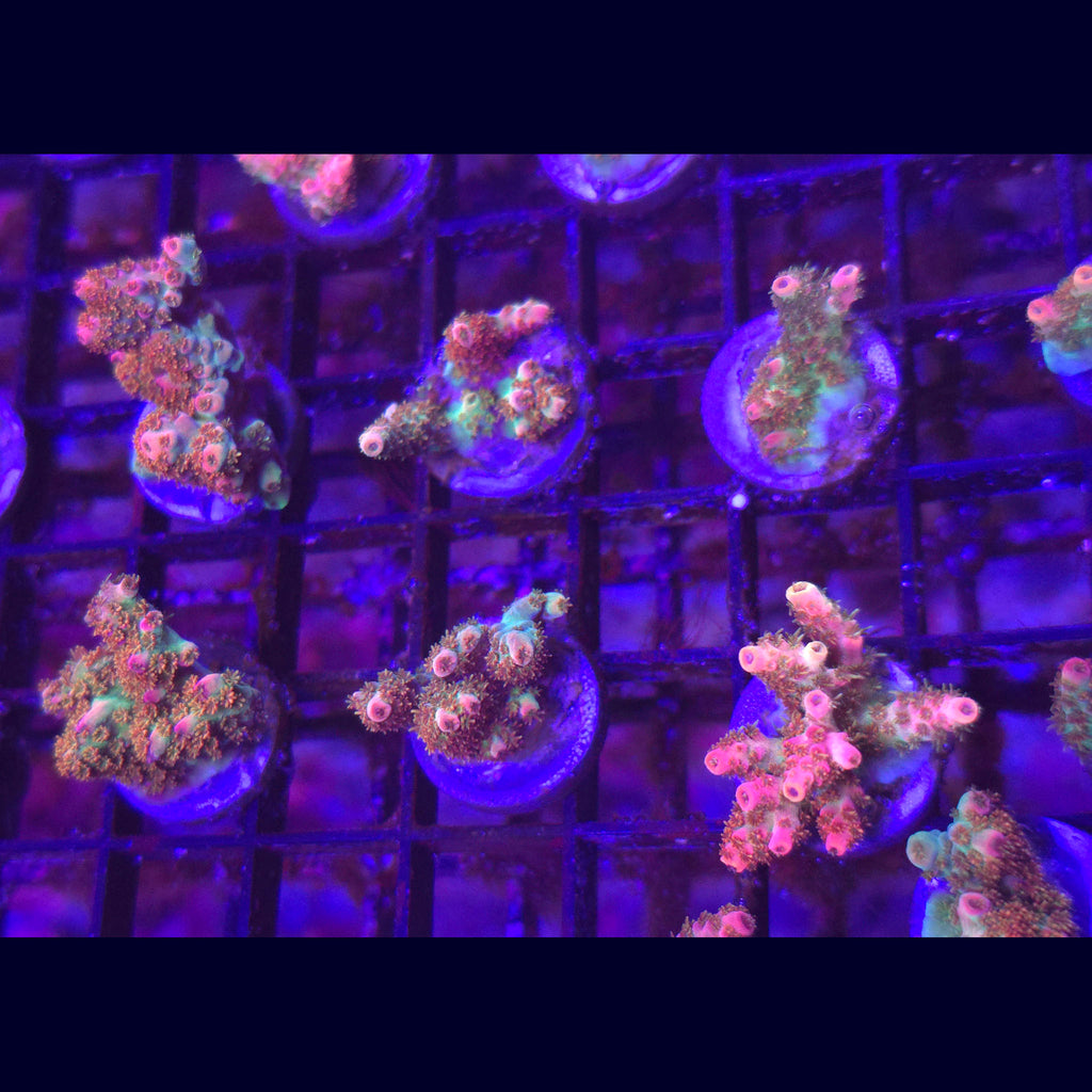 WWC Jello Shot Acropora