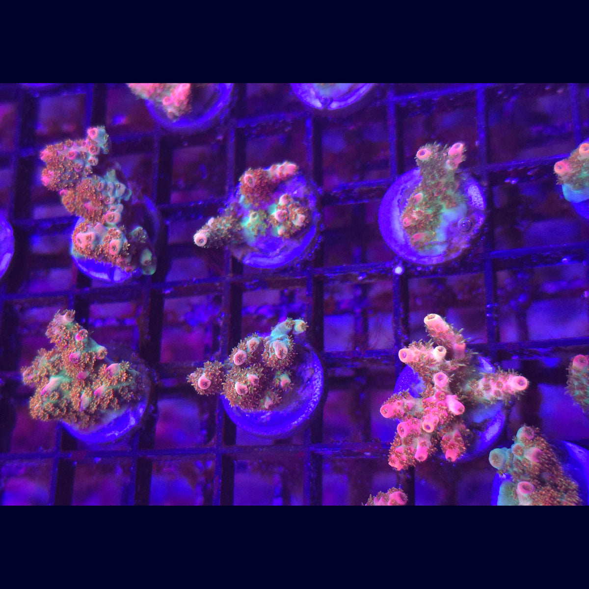 WWC Jello Shot Acropora