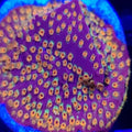WWC Looney Tunes Stylocoeniella - Aquacultured LPS Coral | AJ's Aquariums