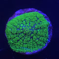WWC Marvin Martian Mushroom - Aquacultured Softie Coral | AJ's Aquariums