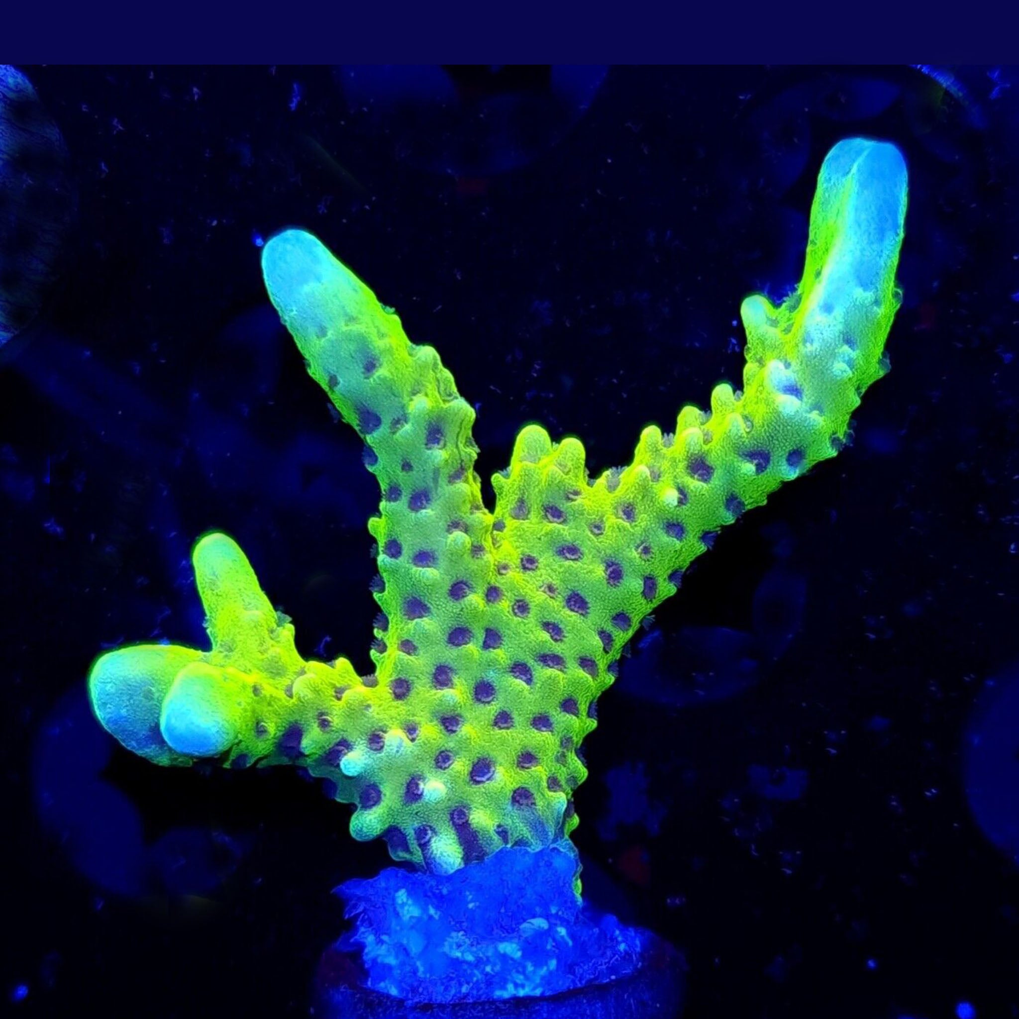 WWC Slimeball Anacropora - Aquacultured SPS Coral | AJ's Aquariums