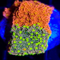 WWC Sunfire Grafted Cap Montipora - Aquacultured SPS Coral | AJ's Aquariums