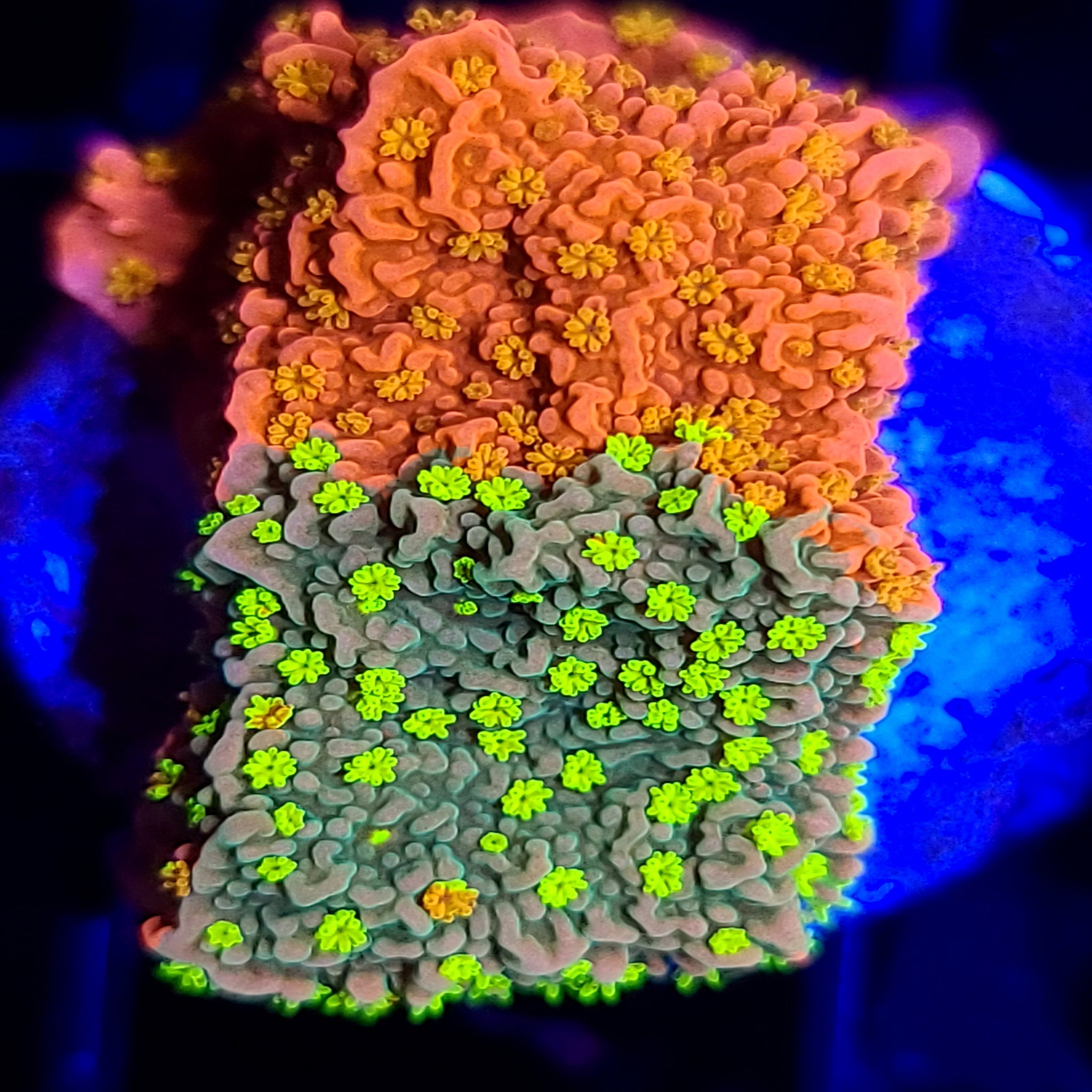 WWC Sunfire Grafted Cap Montipora - Aquacultured SPS Coral | AJ's Aquariums