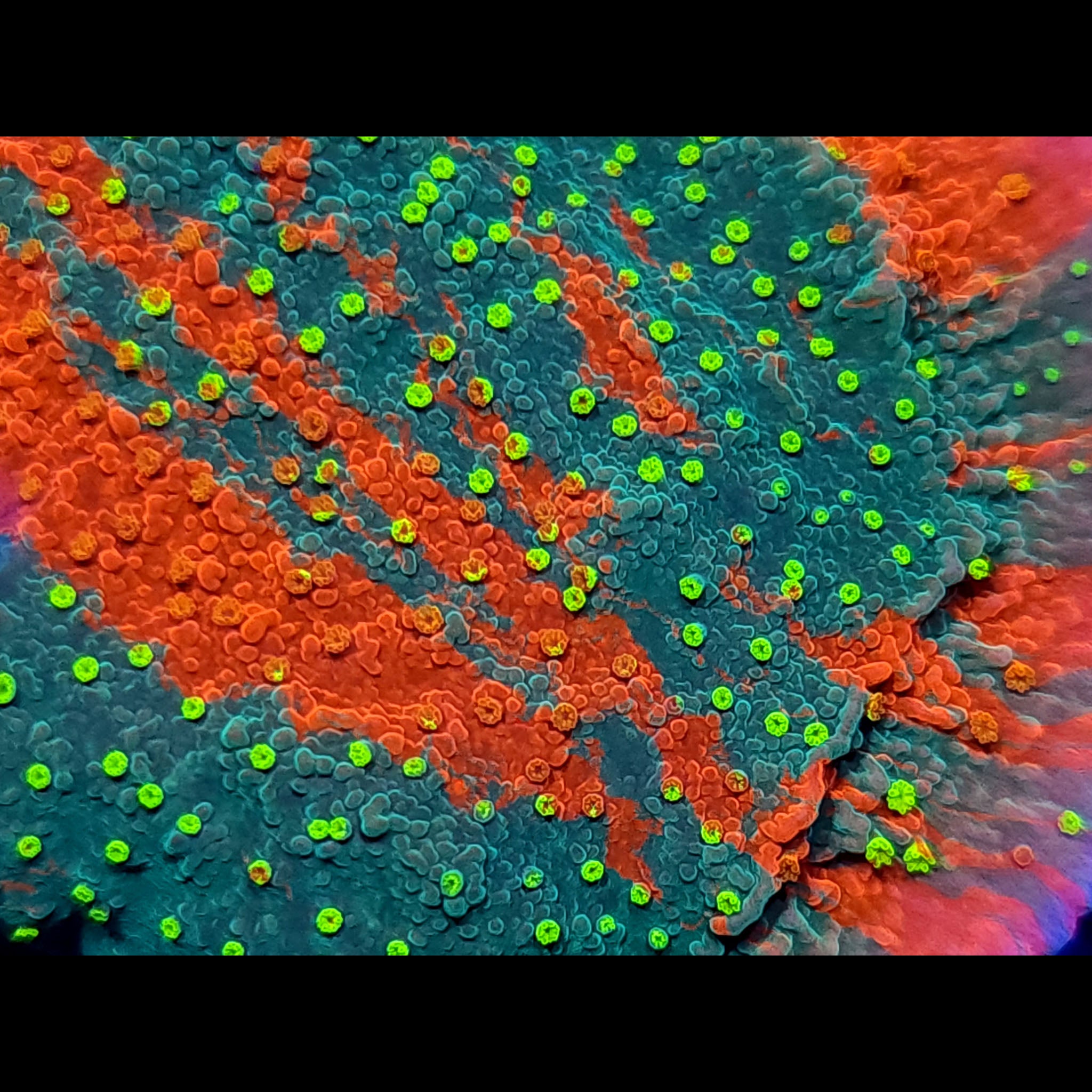 WWC Sunfire Grafted Cap Montipora