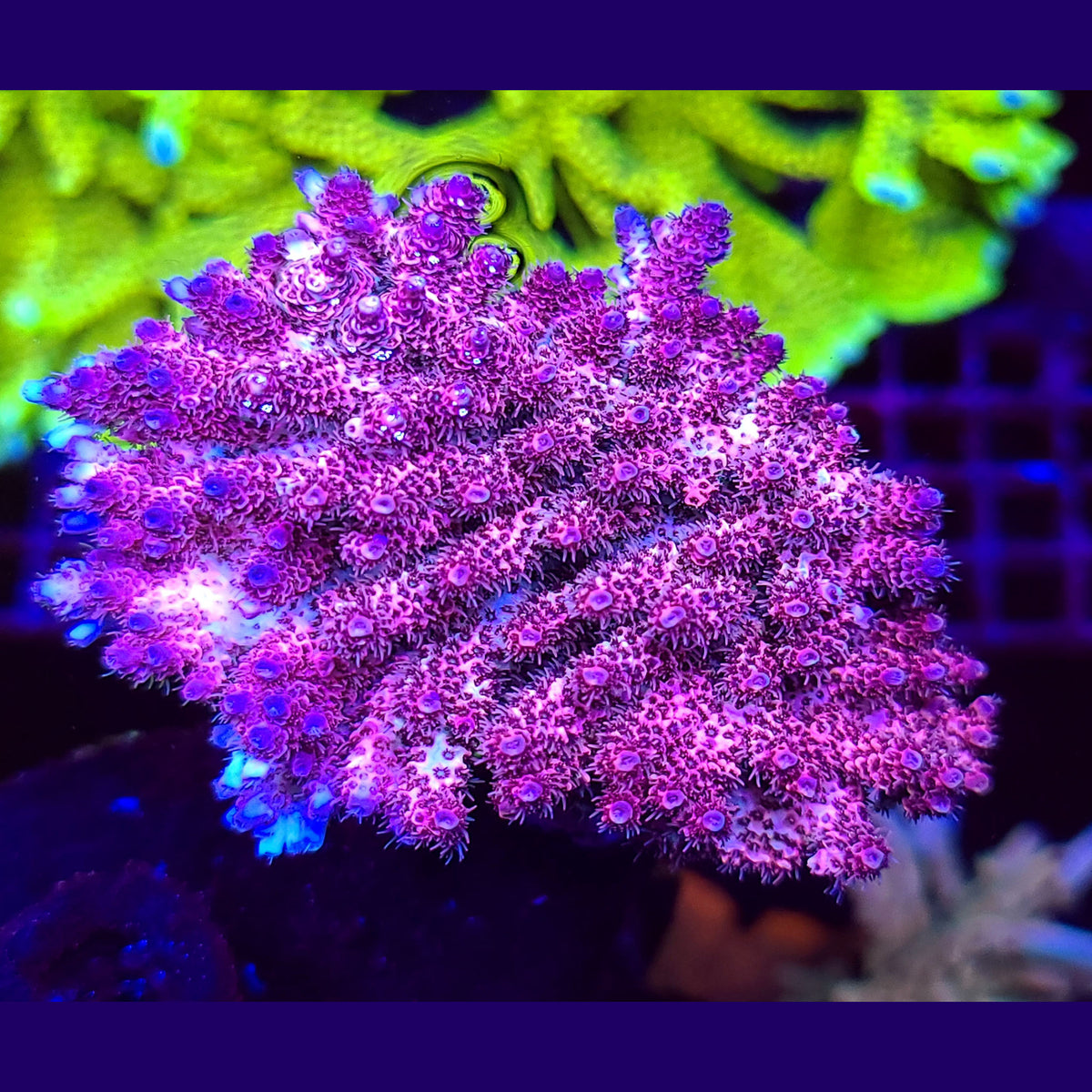 WWC Christmas Mirabilis Acropora