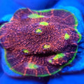Watermelon Chalice - Aquacultured LPS Coral | AJ's Aquariums