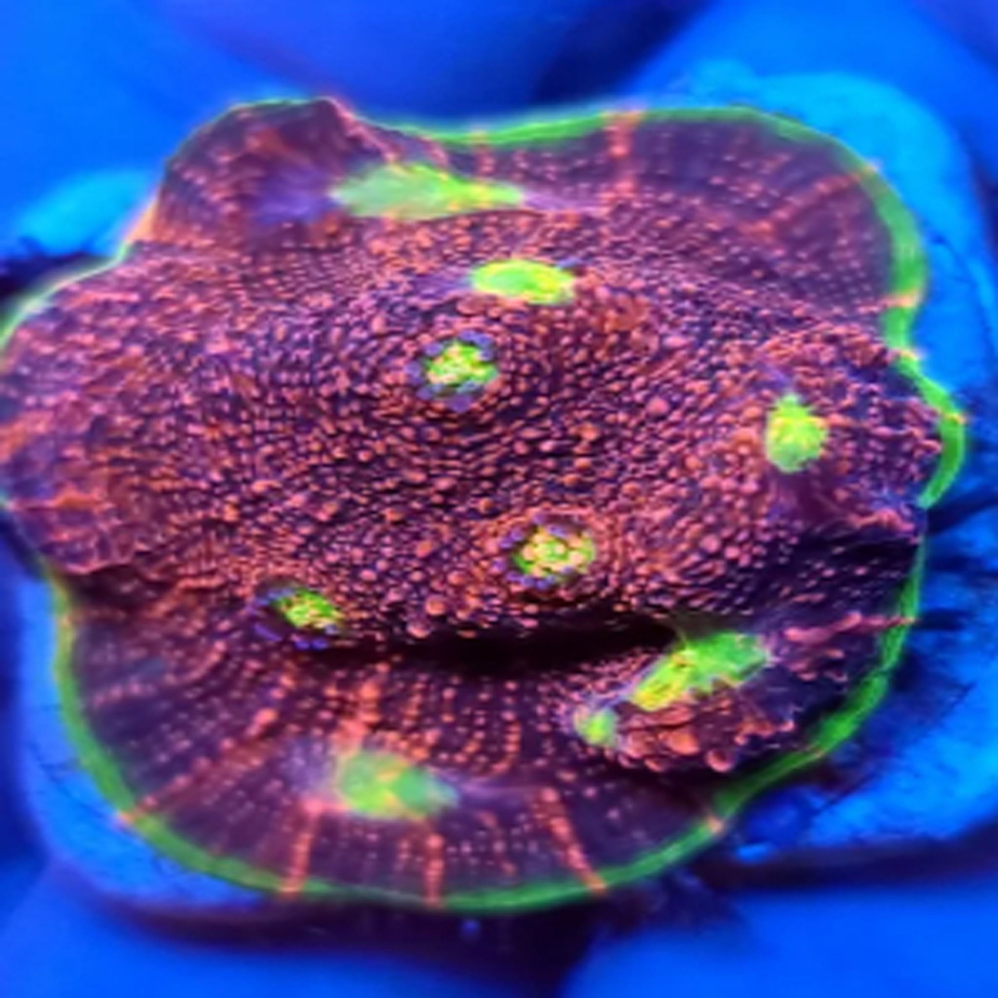 Watermelon Chalice - Aquacultured LPS Coral | AJ's Aquariums