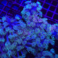 White Pastel Goniopora - Aquacultured LPS Coral | AJ's Aquariums