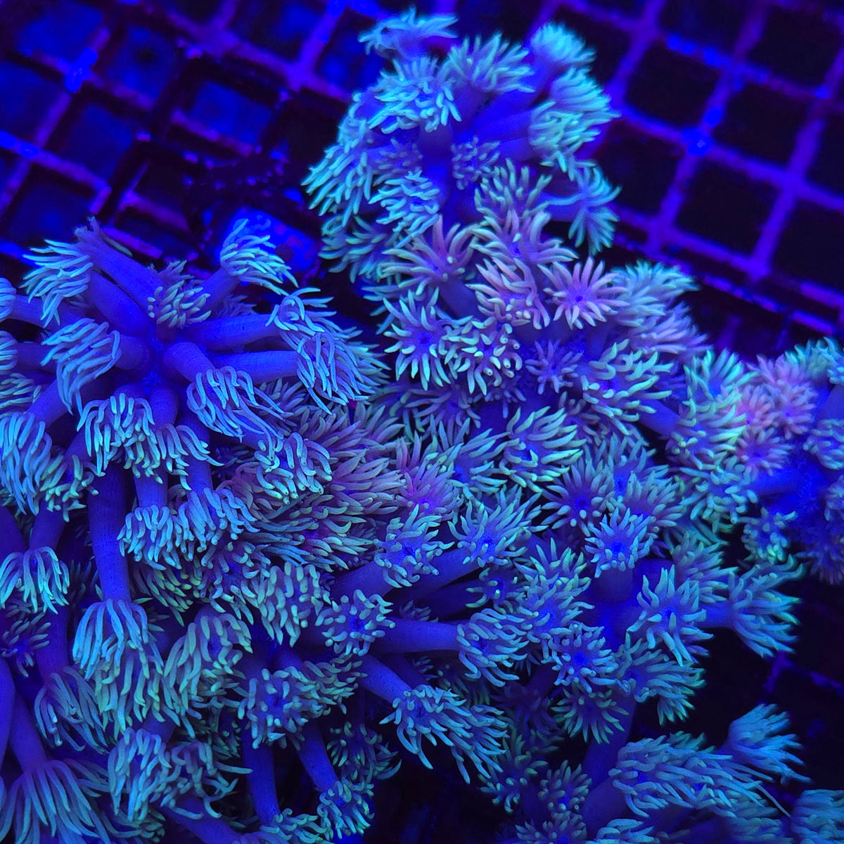 White Pastel Goniopora - Aquacultured LPS Coral | AJ's Aquariums
