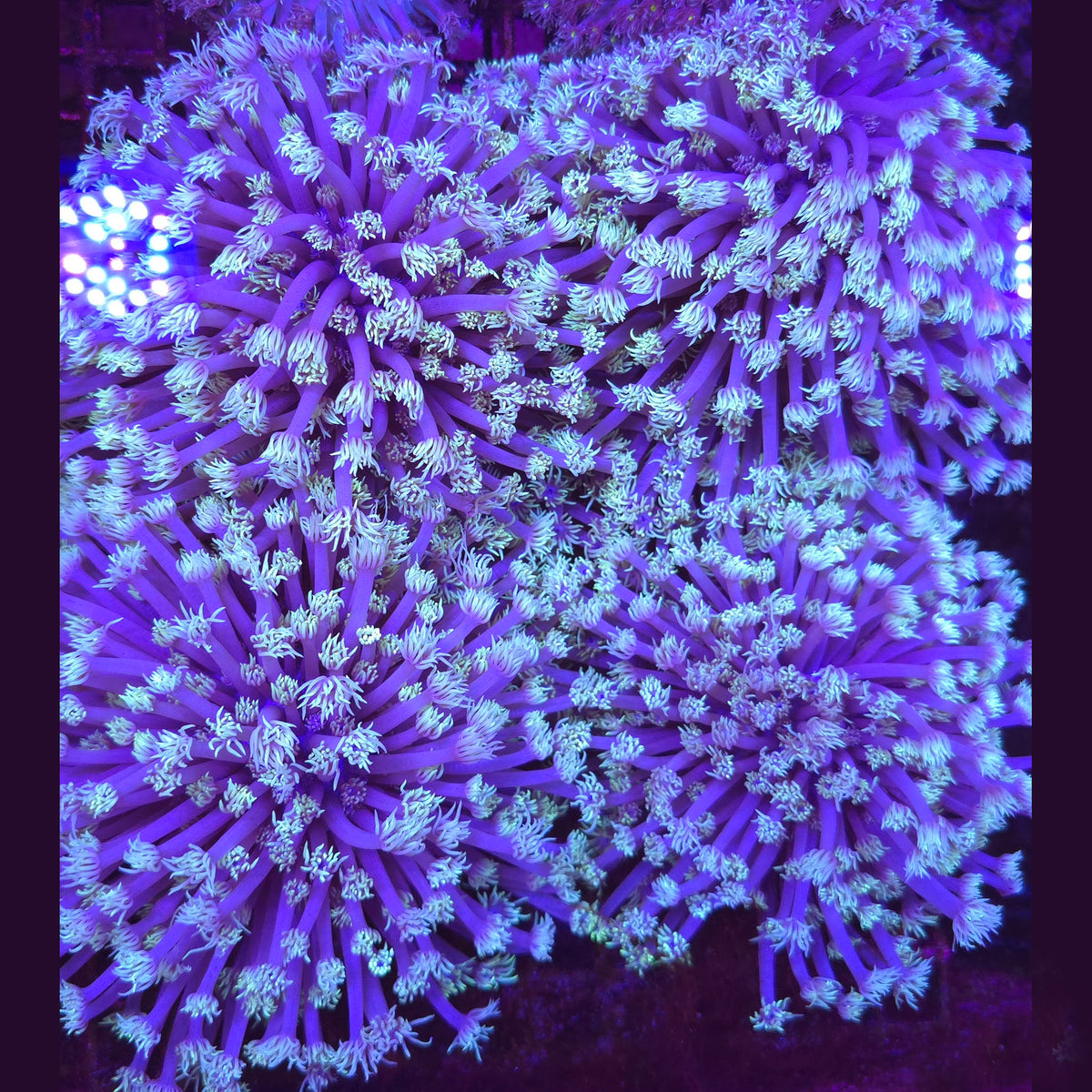 White Pastel Goniopora