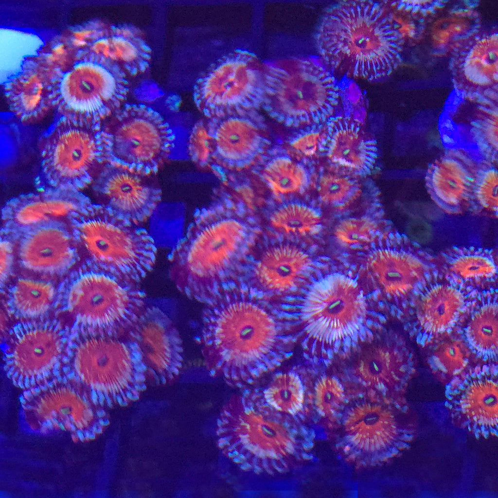 White Zombie Zoanthids - Aquacultured Softie Coral | AJ's Aquariums