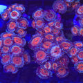 White Zombie Zoanthids - Aquacultured Softie Coral | AJ's Aquariums