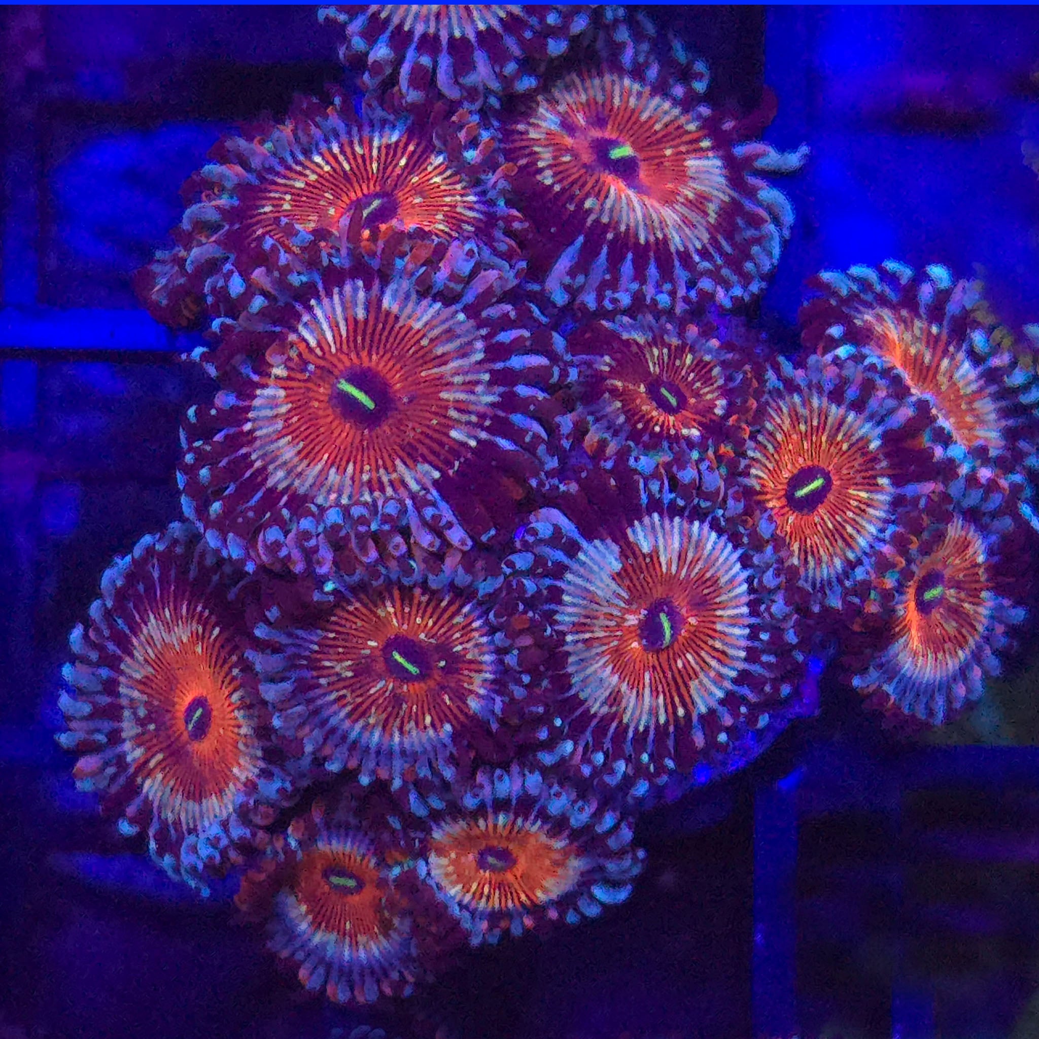 White Zombie Zoanthids