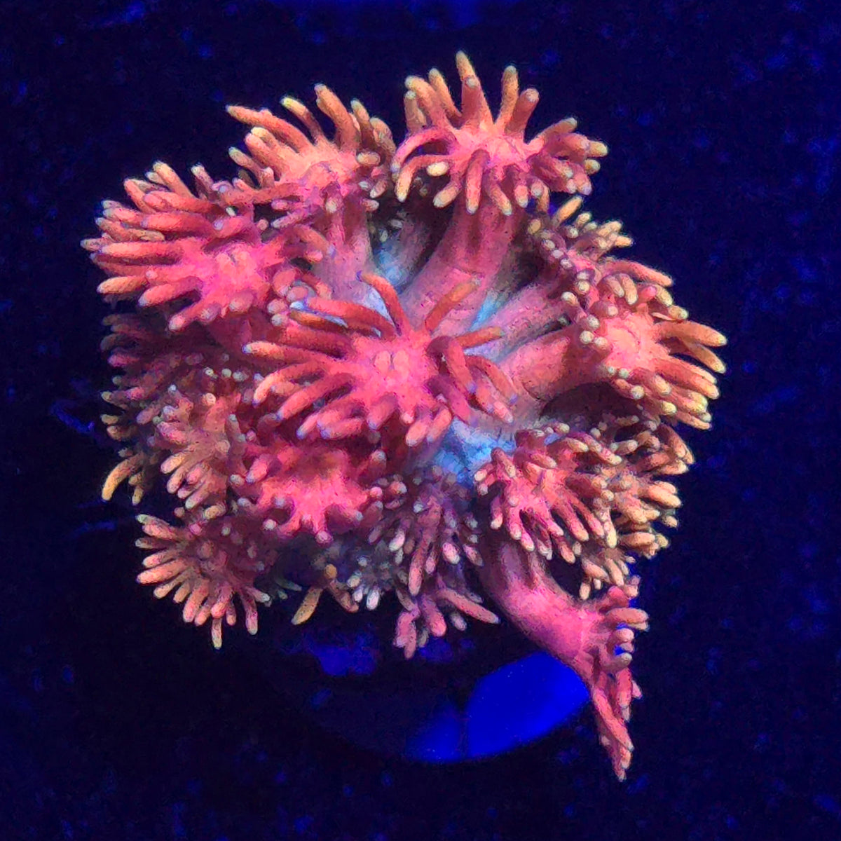 Wildfire Goniopora WYSIWYG - Aquacultured LPS Coral | AJ's Aquariums
