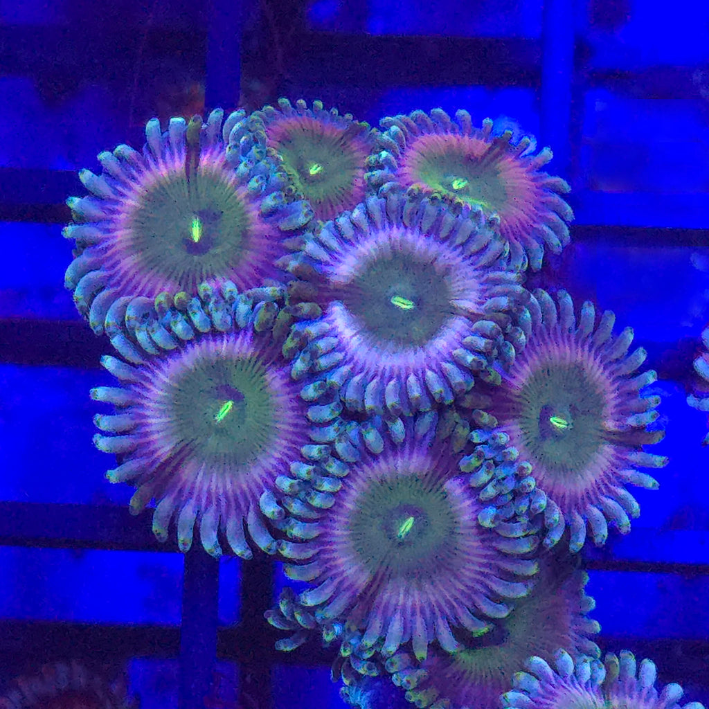 Wonkaberry Zoanthids - Aquacultured Softie Coral | AJ's Aquariums