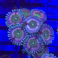Wonkaberry Zoanthids - Aquacultured Softie Coral | AJ's Aquariums