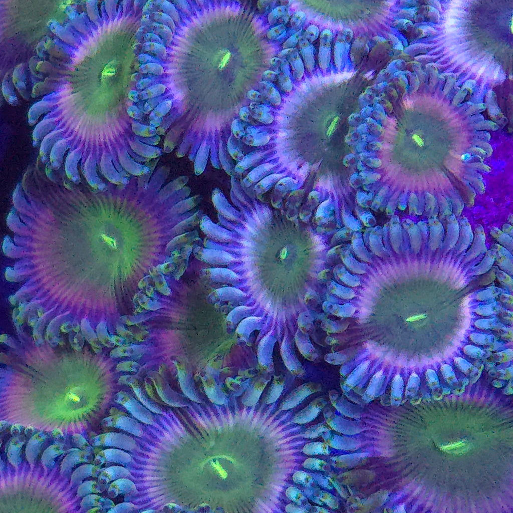 Wonkaberry Zoanthids