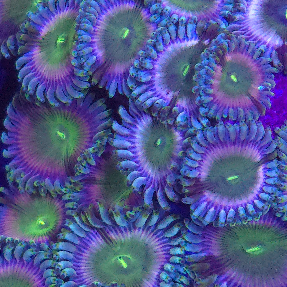 Wonkaberry Zoanthids