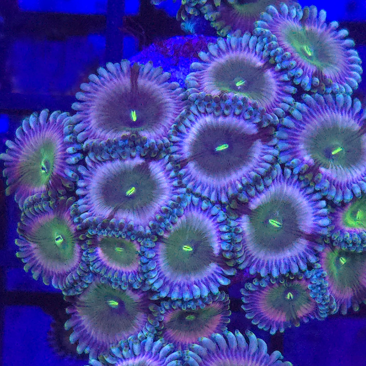 Wonkaberry Zoanthids