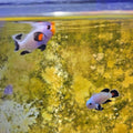 Longfin Wyoming White Clownfish Pair - Aquacultured Fish | AJ's Aquariums
