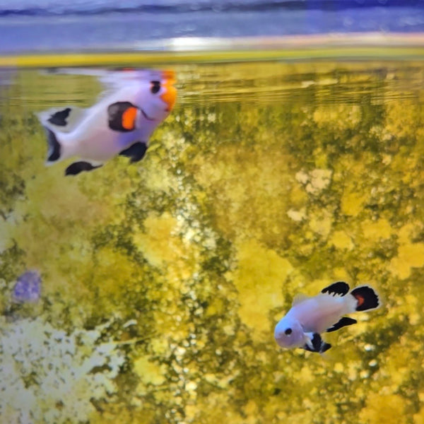 Longfin Wyoming White Clownfish Pair - Aquacultured Fish | AJ's Aquariums