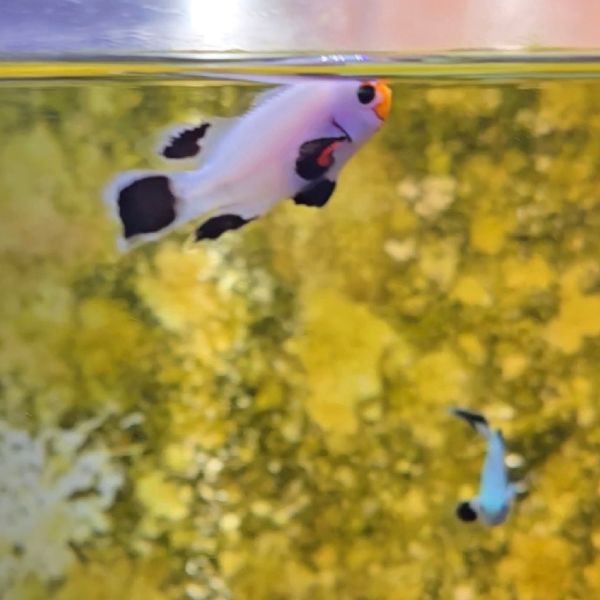 Longfin Wyoming White Clownfish Pair