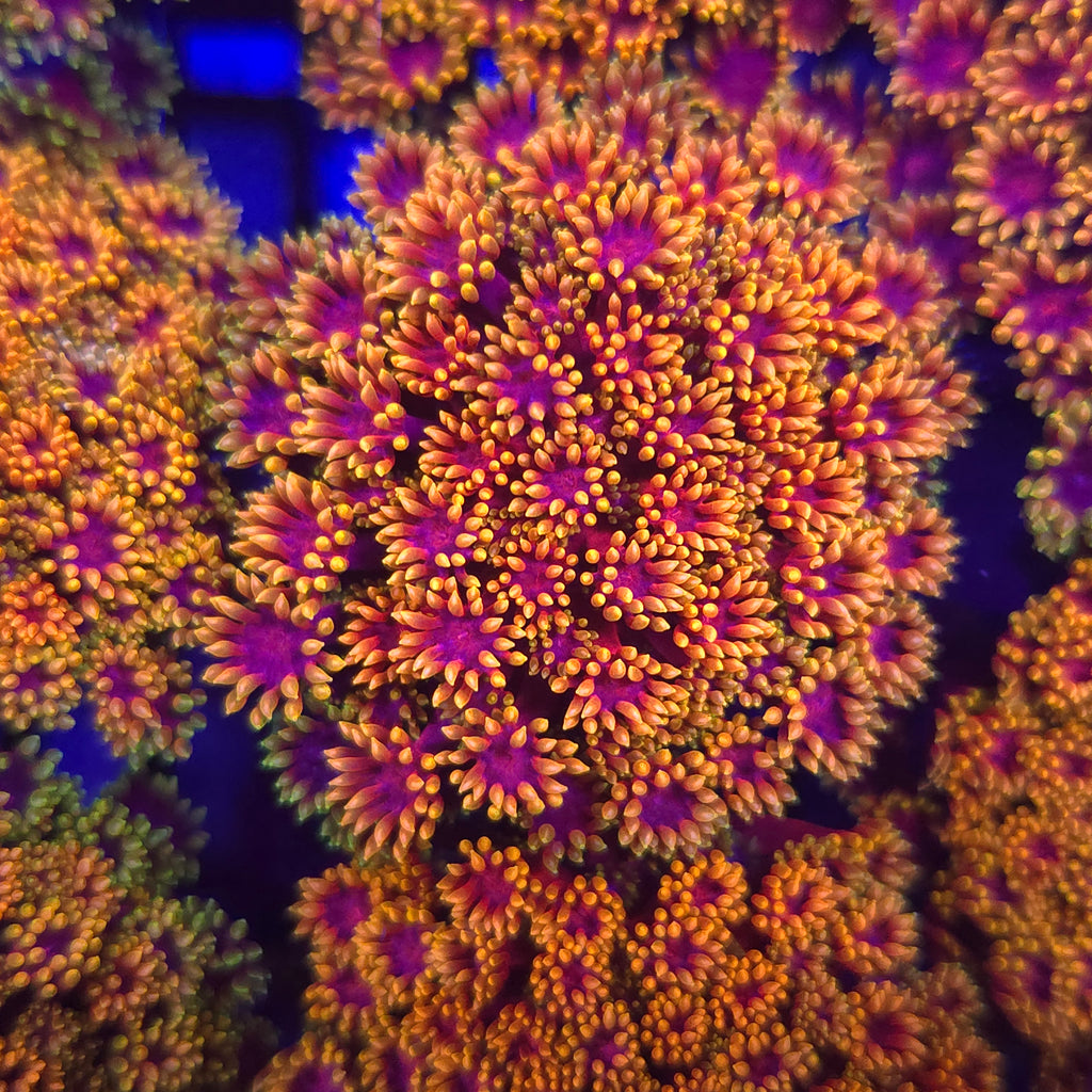 XXX Goniopora - Aquacultured LPS Coral | AJ's Aquariums