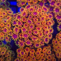 XXX Goniopora - Aquacultured LPS Coral | AJ's Aquariums