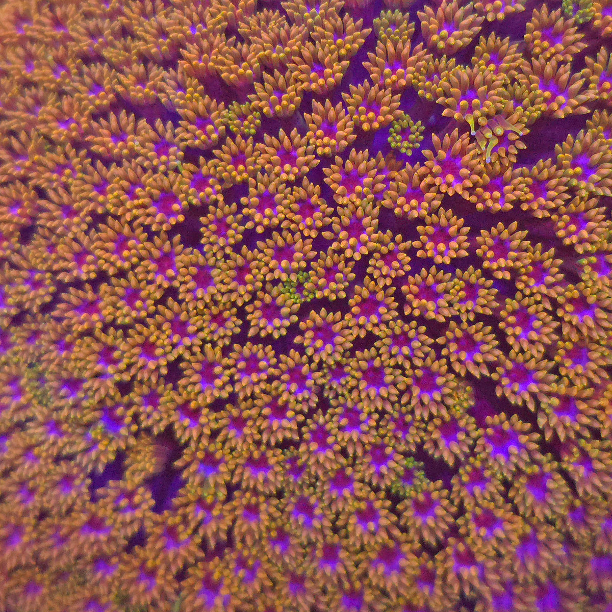 XXX Goniopora