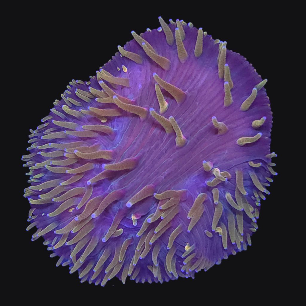 Yellow Diaseris Plate Coral — Aquacultured LPS Coral | AJ's Aquariums