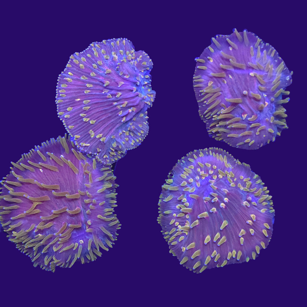 Yellow Diaseris Plate Coral — Aquacultured LPS Coral | AJ's Aquariums