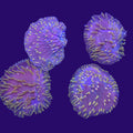 Yellow Diaseris Plate Coral — Aquacultured LPS Coral | AJ's Aquariums