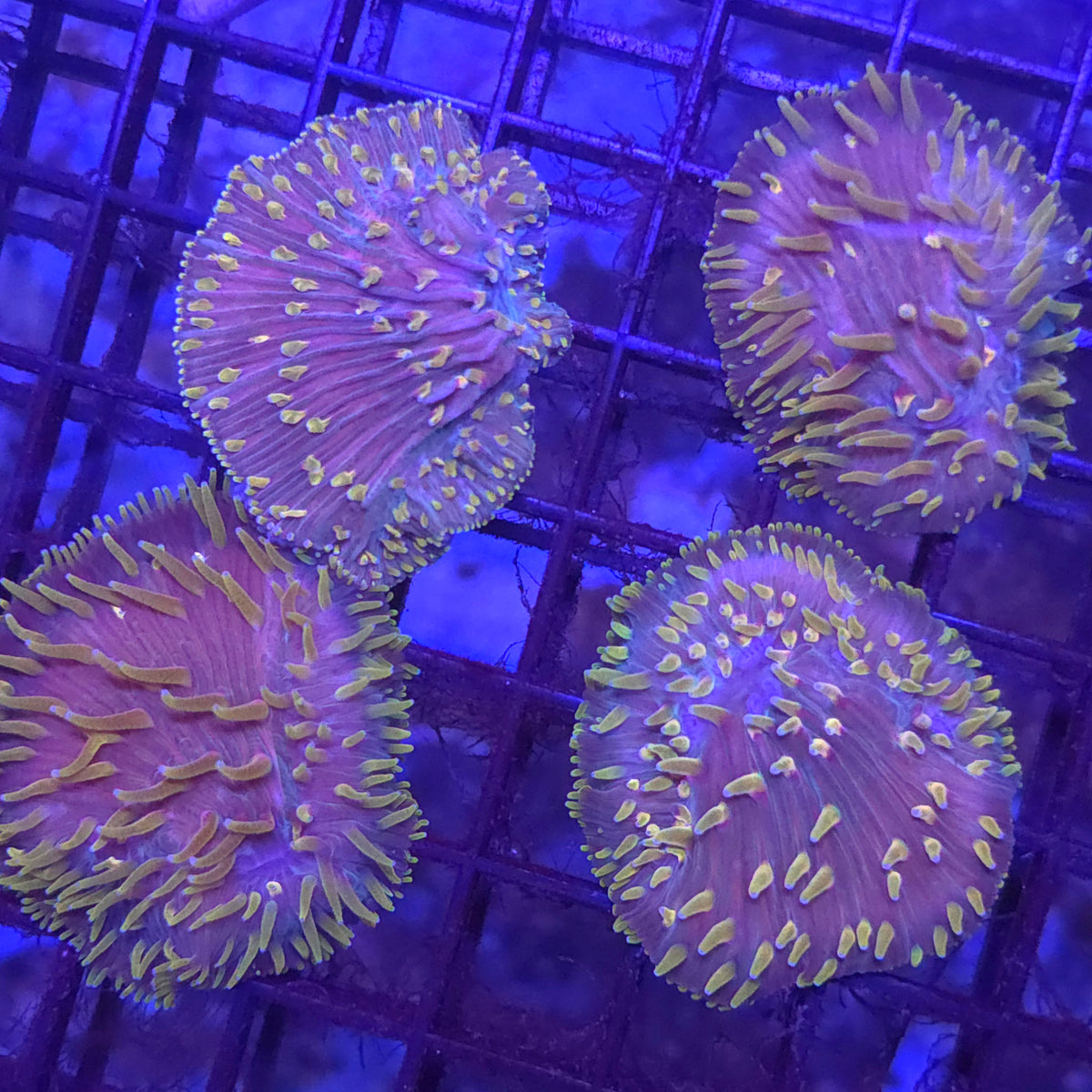 Yellow Diaseris Plate Coral — Aquacultured LPS Coral | AJ's Aquariums