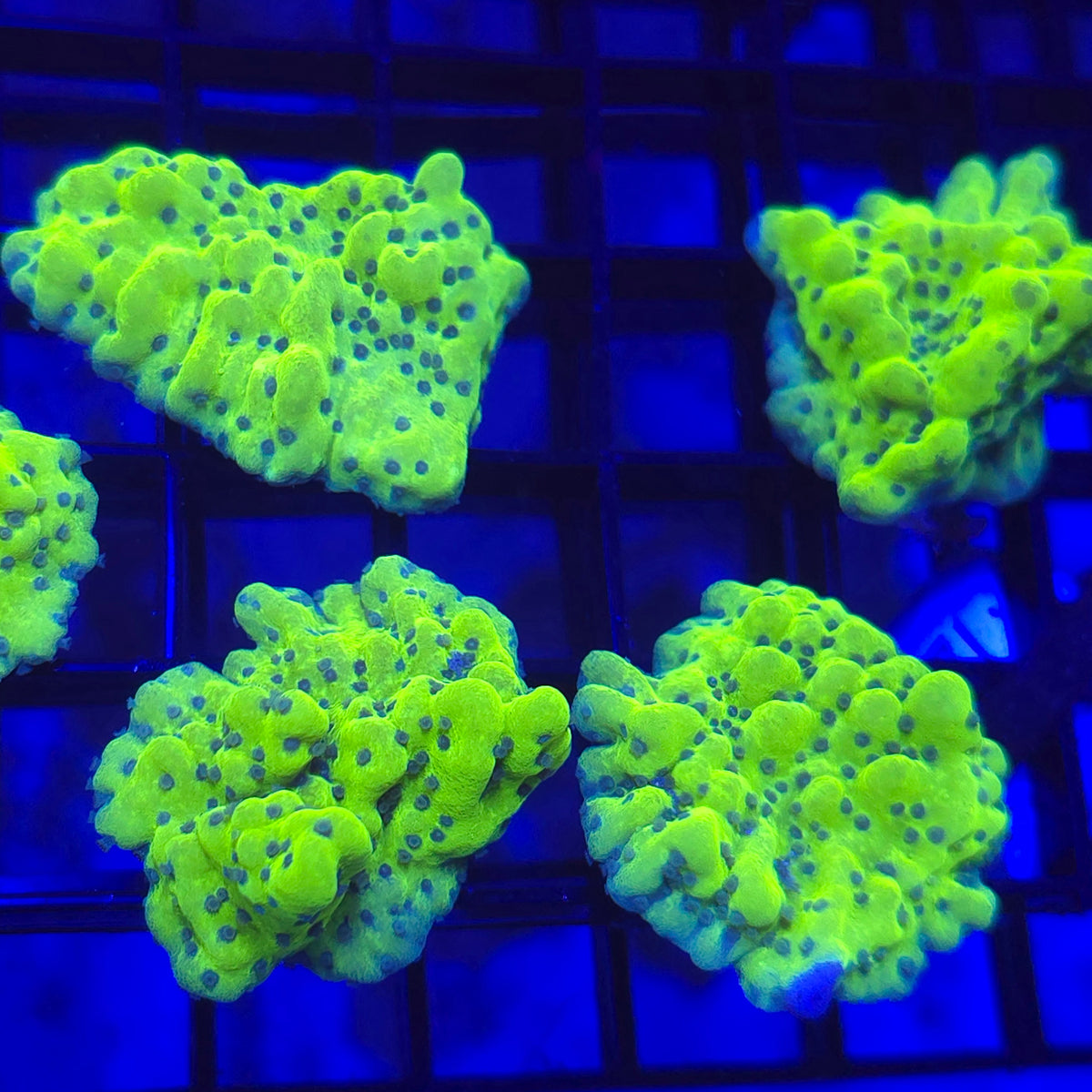 Yellow Freeze Montipora - Aquacultured SPS Coral | AJ's Aquariums