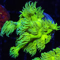 Yellow Goniopora - Aquacultured LPS Coral | AJ's Aquariums