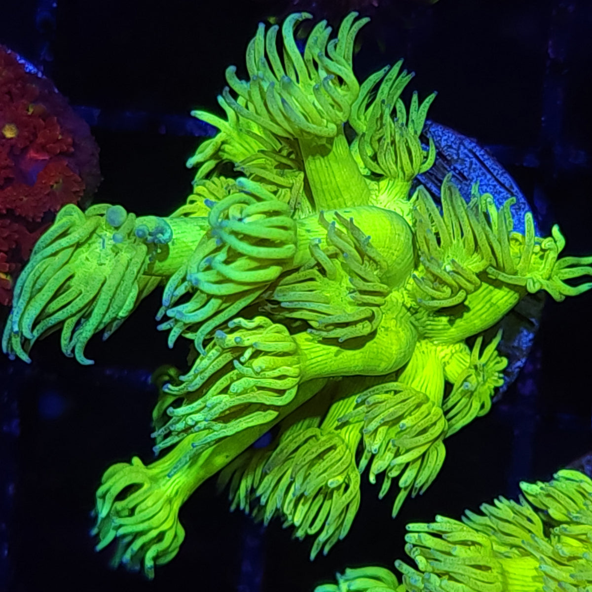 Yellow Goniopora - Aquacultured LPS Coral | AJ's Aquariums