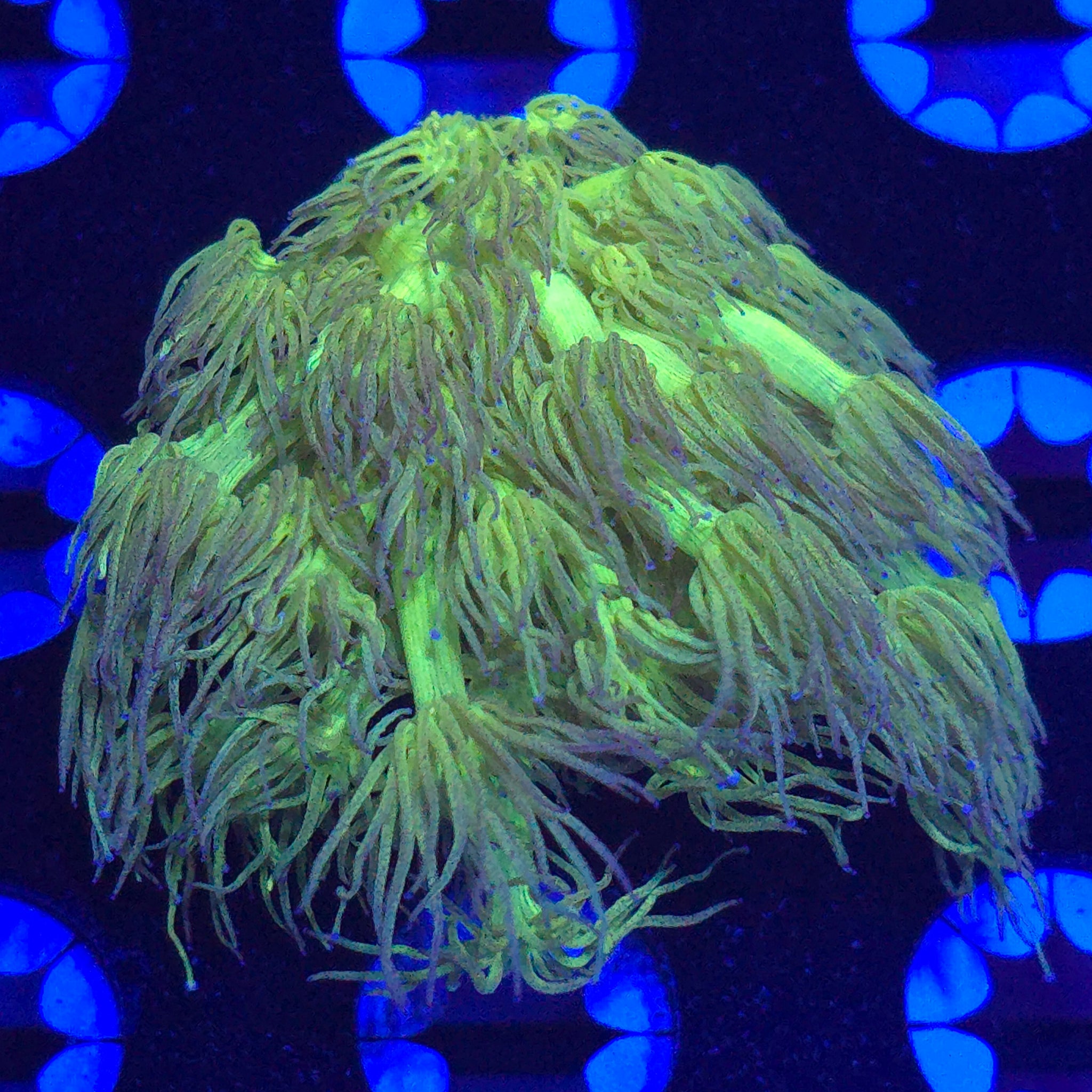 Yellow Goniopora