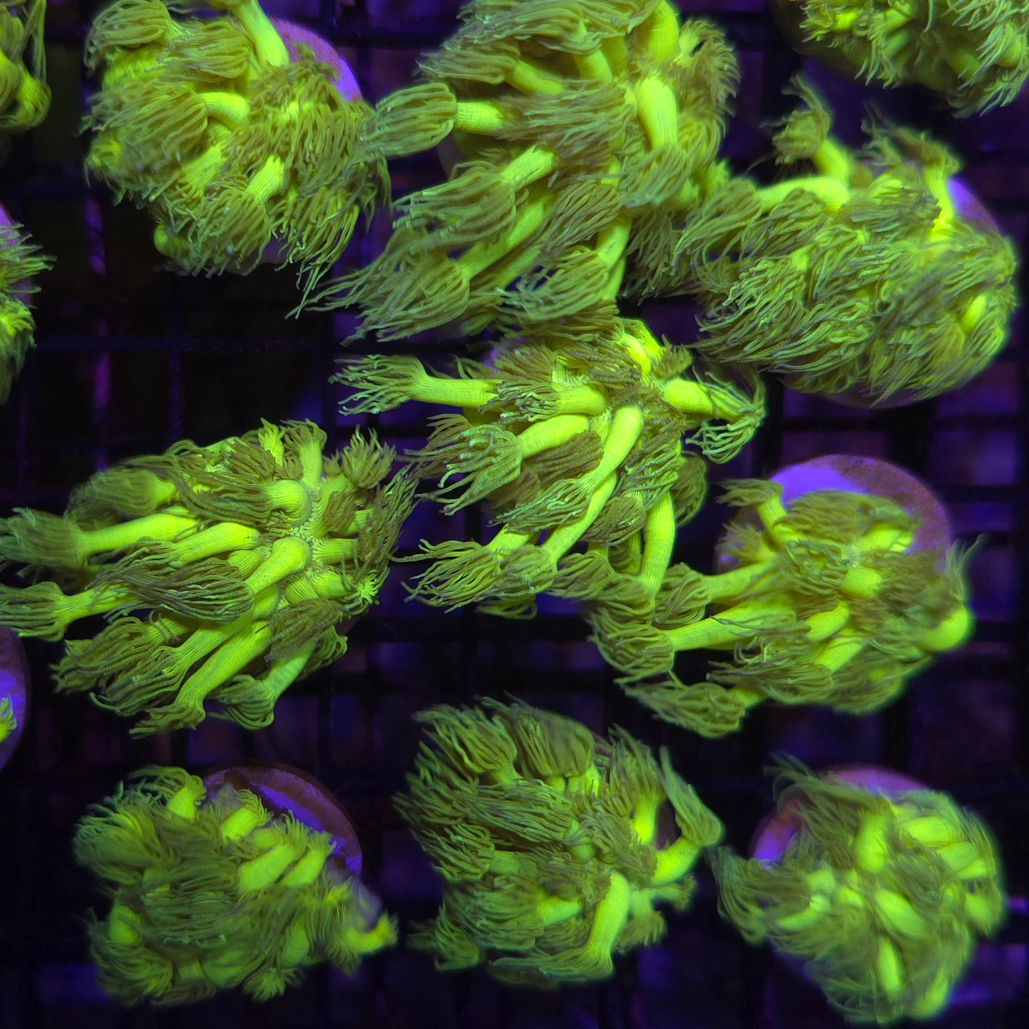 Yellow Goniopora