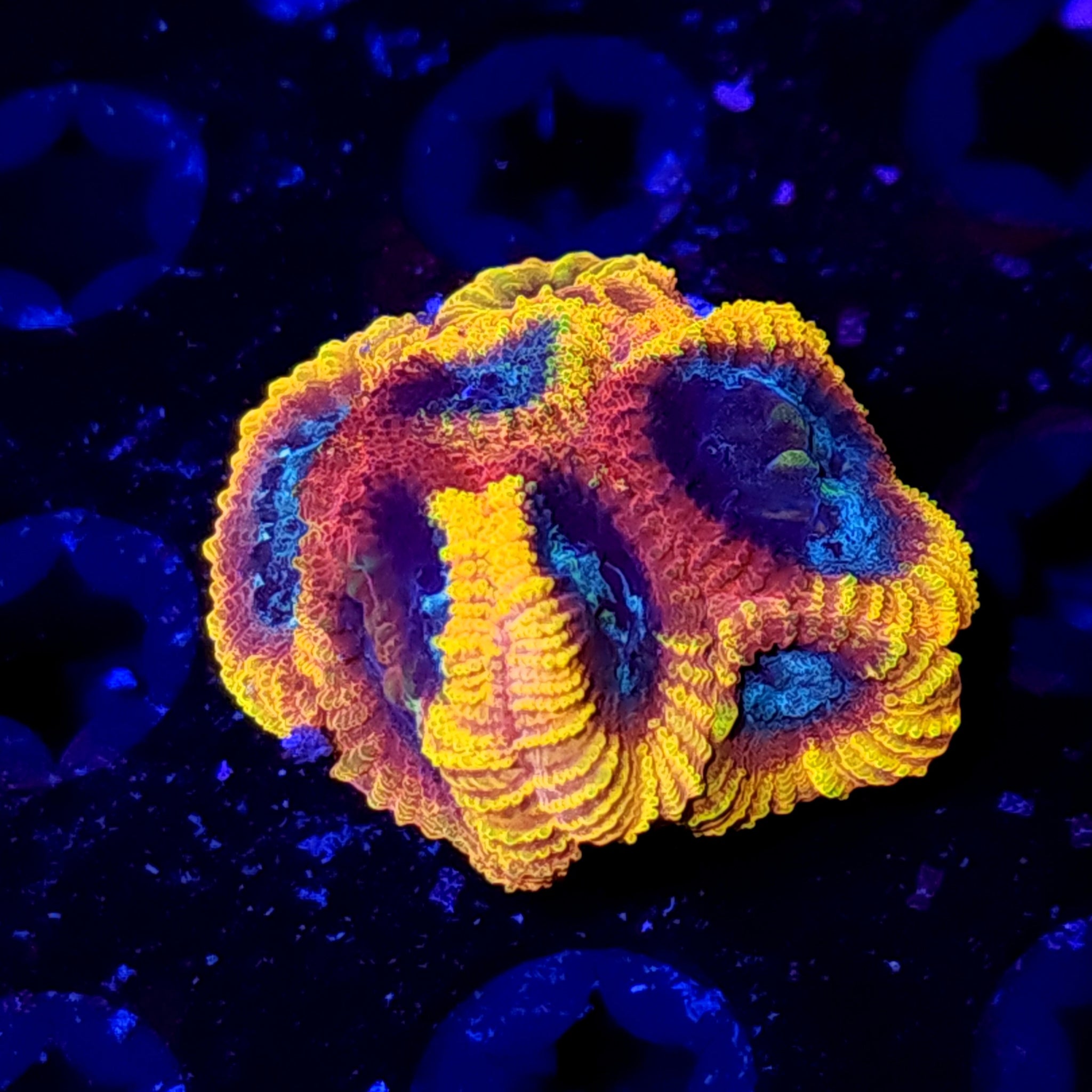 Yellow Submarine Favia - Aquacultured LPS Coral | AJ's Aquariums