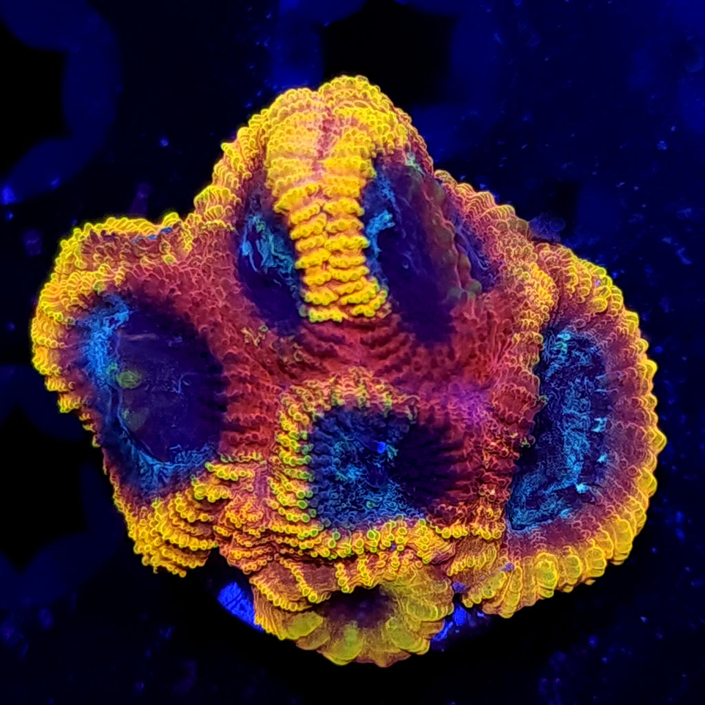 Yellow Submarine Favia