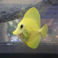 Biota Yellow Tang - Captive Bred Marine Fish | AJ's Aquariums