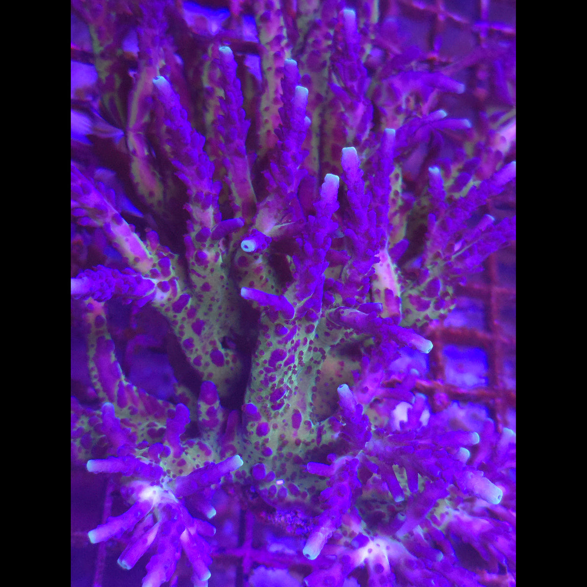 Yellow Tipped Tort Acropora - Aquacultured SPS Coral | AJ's Aquariums