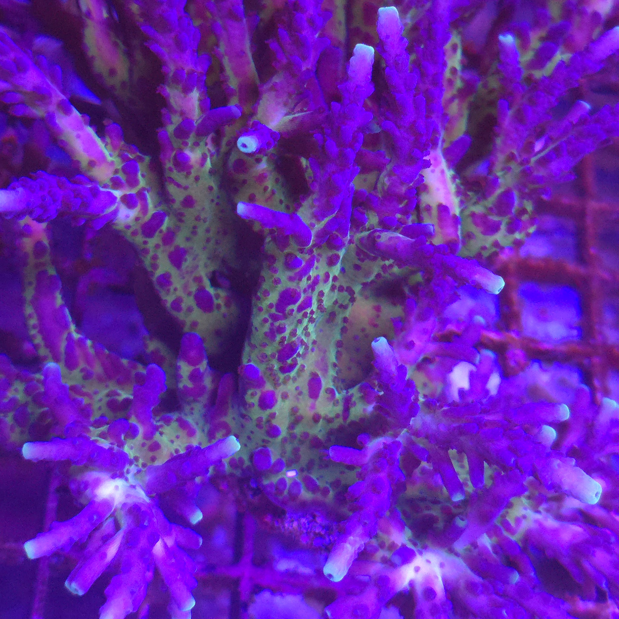 Yellow Tipped Tort Acropora