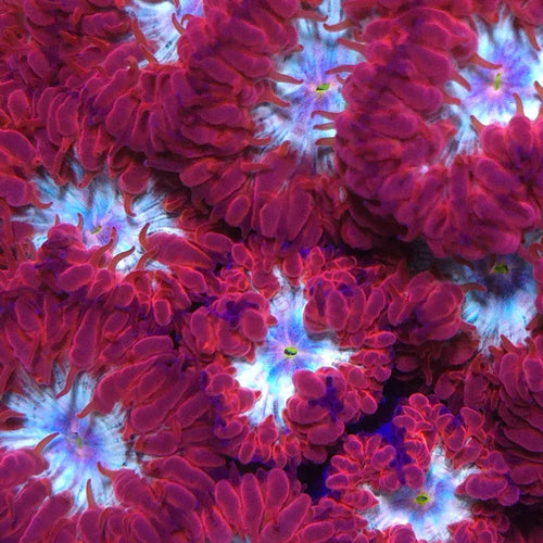 AJ's Frozen Galaxy Blastomussa - Aquacultured LPS Coral | AJ's Aquariums
