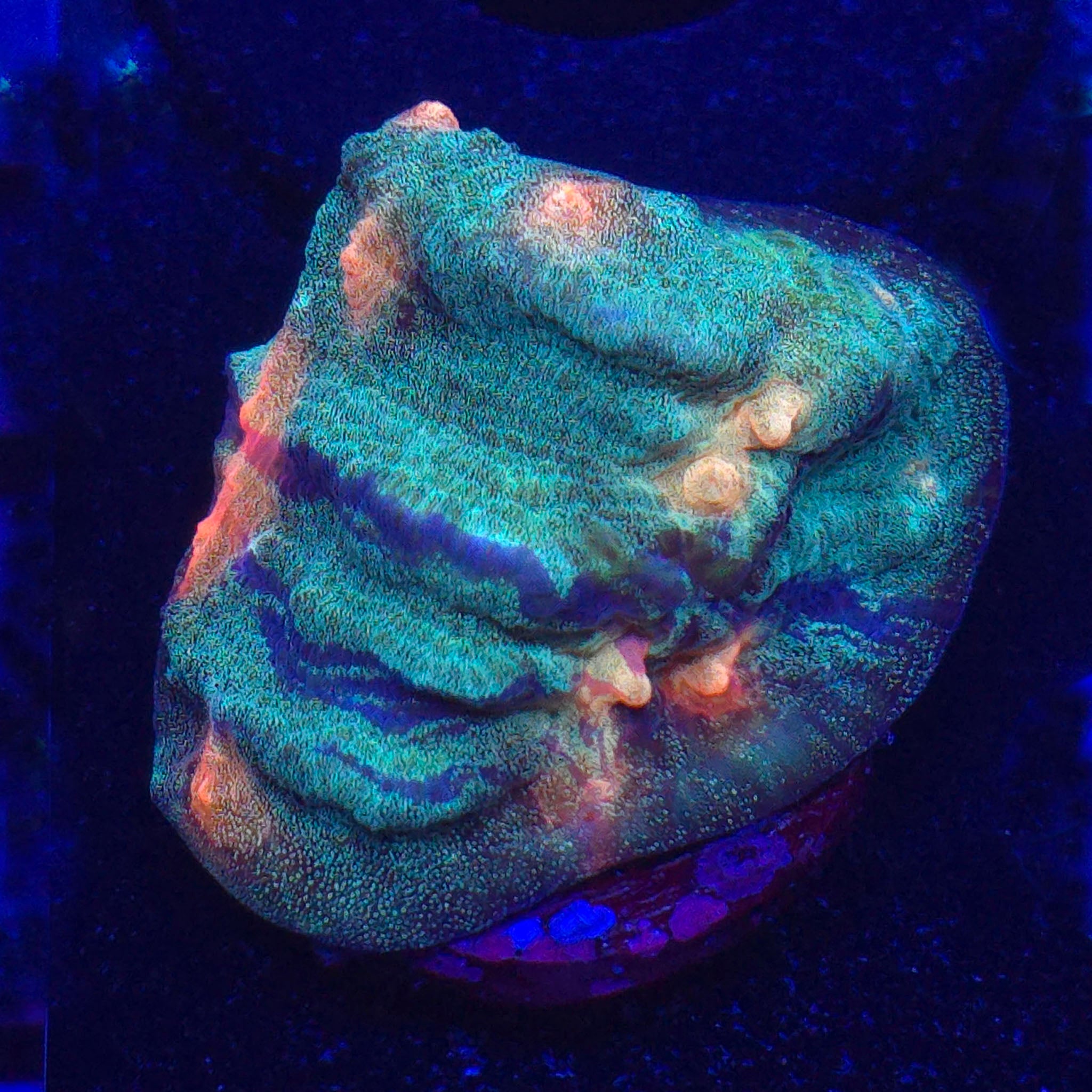 AJ's Grafted Rampage Chalice WYSIWYG - Aquacultured LPS Coral | AJ's Aquariums
