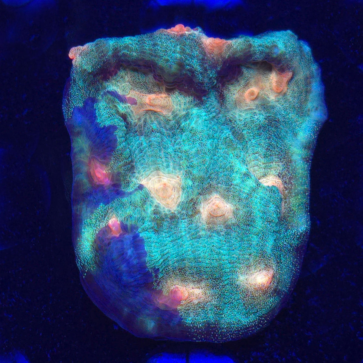 AJ's Grafted Rampage Chalice WYSIWYG - Aquacultured LPS Coral | AJ's Aquariums