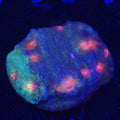 AJ's Grafted Rampage Chalice WYSIWYG - Aquacultured LPS Coral | AJ's Aquariums