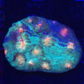 AJ's Grafted Rampage Chalice WYSIWYG - Aquacultured LPS Coral | AJ's Aquariums